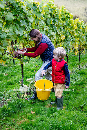 Wellhayes - Harvest 24  Oct 2019-9725