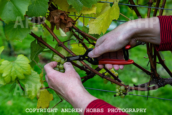 Wellhayes - Harvest 24  Oct 2019-9730