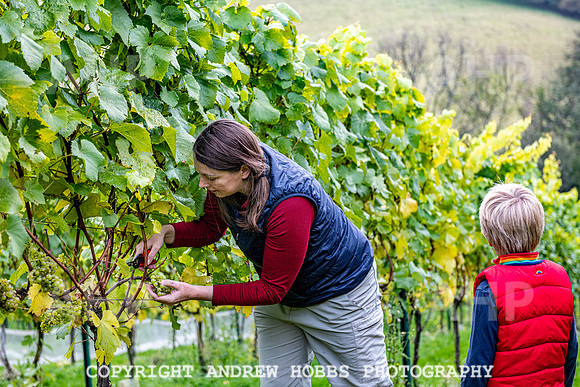 Wellhayes - Harvest 24  Oct 2019-9733