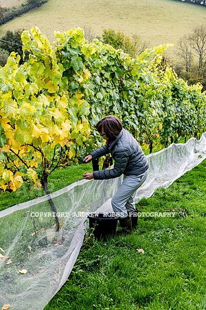 Wellhayes - Harvest 24  Oct 2019-9735