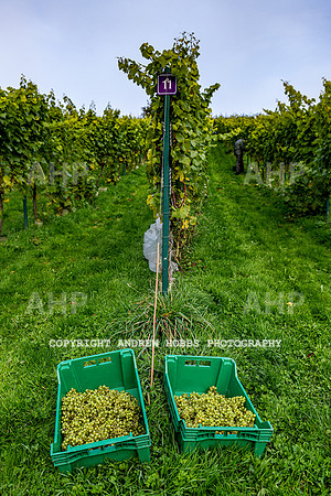 Wellhayes - Harvest 24  Oct 2019-9738