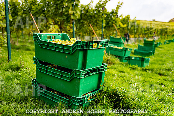 Wellhayes - Harvest 24  Oct 2019-9761