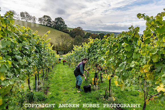 Wellhayes - Harvest 24  Oct 2019-9766
