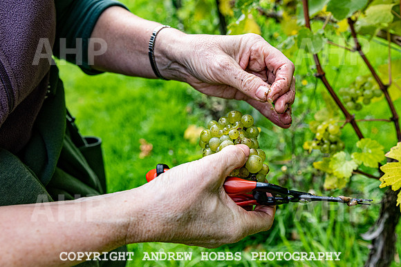 Wellhayes - Harvest 24  Oct 2019-9769