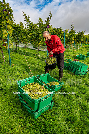 Wellhayes - Harvest 24  Oct 2019-9772