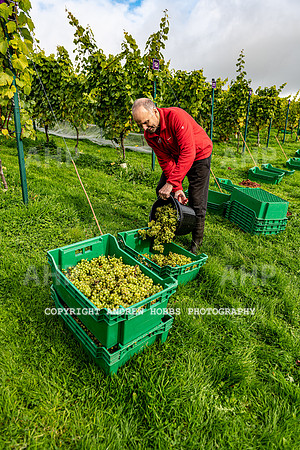 Wellhayes - Harvest 24  Oct 2019-9778