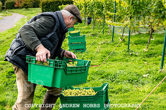 Wellhayes - Harvest 24  Oct 2019-9789