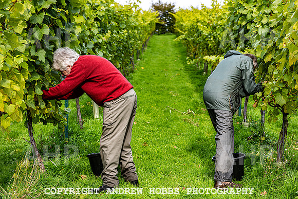 Wellhayes - Harvest 24  Oct 2019-9794