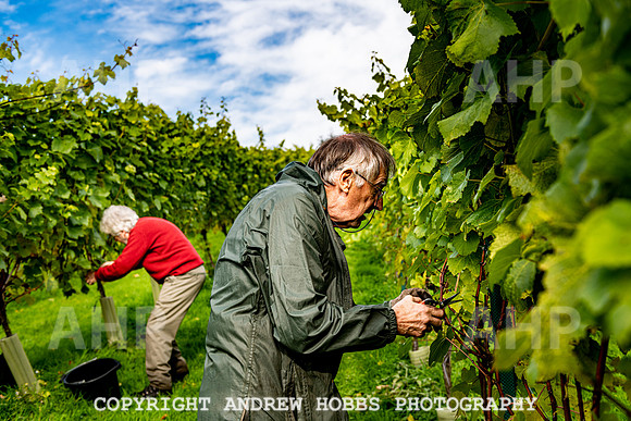 Wellhayes - Harvest 24  Oct 2019-9798