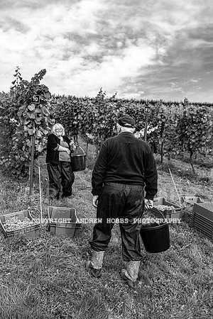 Wellhayes - Harvest 24  Oct 2019-9800