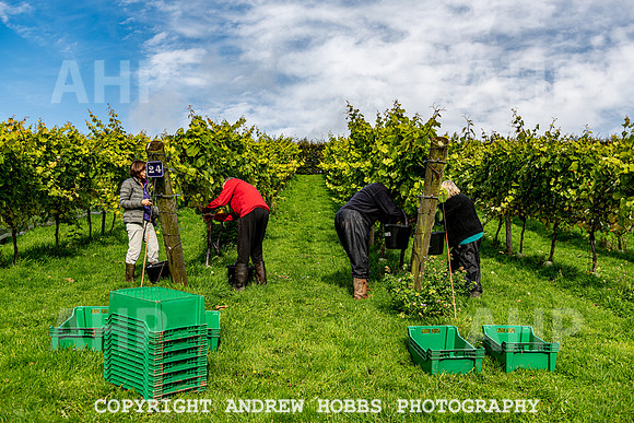 Wellhayes - Harvest 24  Oct 2019-9801