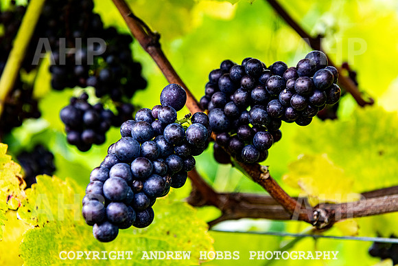Wellhayes - Harvest 24  Oct 2019-9804