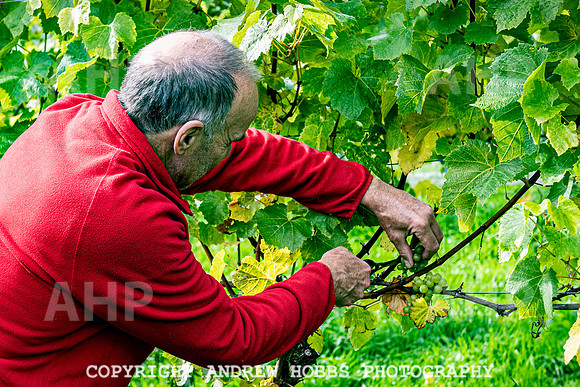 Wellhayes - Harvest 24  Oct 2019-9808