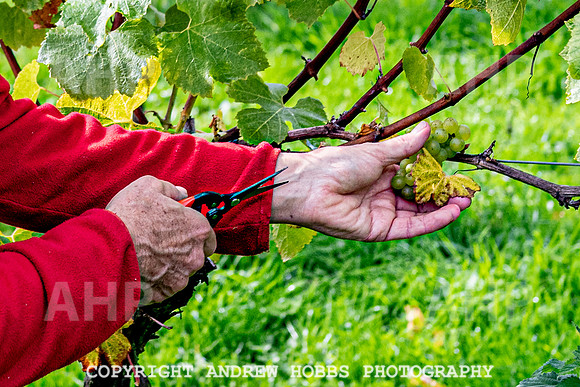 Wellhayes - Harvest 24  Oct 2019-9809