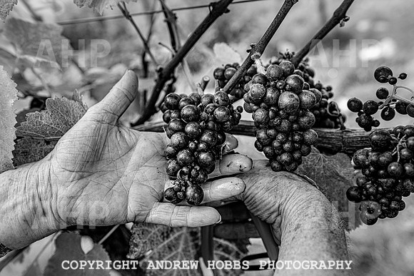 Wellhayes - Harvest 24  Oct 2019-9812