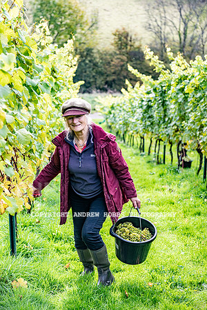 Wellhayes - Harvest 24  Oct 2019-9821