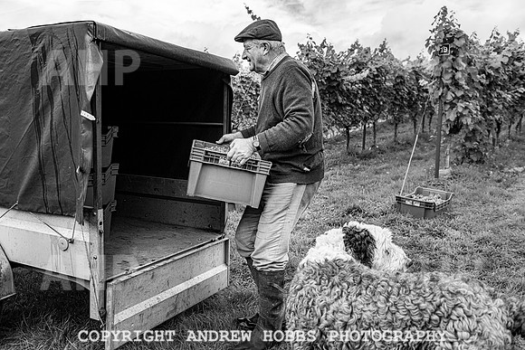 Wellhayes - Harvest 24  Oct 2019-9822