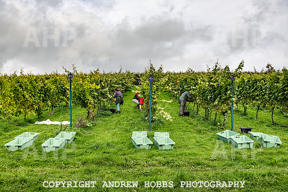 Wellhayes - Harvest 24  Oct 2019-9851