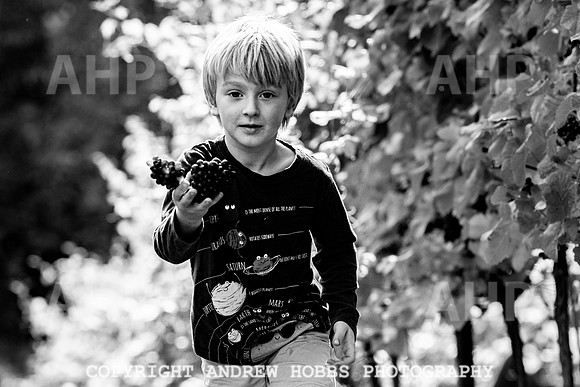 Wellhayes - Harvest 24  Oct 2019-9855