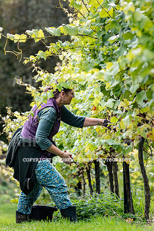 Wellhayes - Harvest 24  Oct 2019-9868