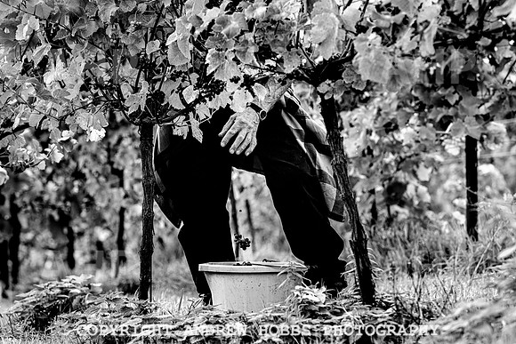 Wellhayes - Harvest 24  Oct 2019-9876