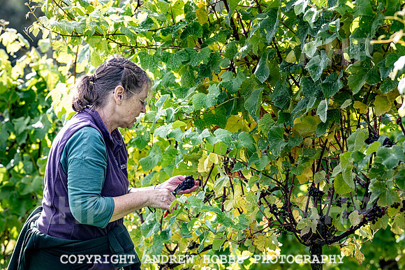 Wellhayes - Harvest 24  Oct 2019-9885