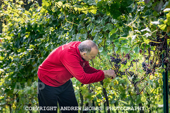 Wellhayes - Harvest 24  Oct 2019-9888