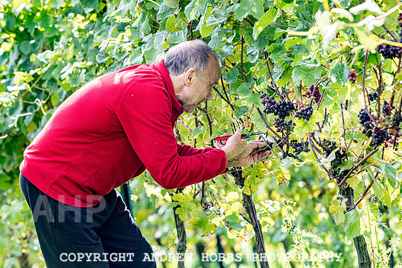 Wellhayes - Harvest 24  Oct 2019-9891