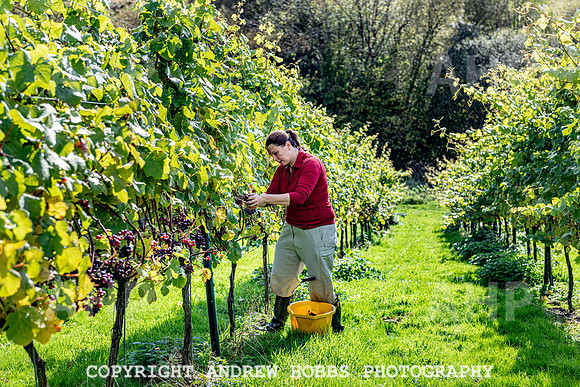 Wellhayes - Harvest 24  Oct 2019-9892