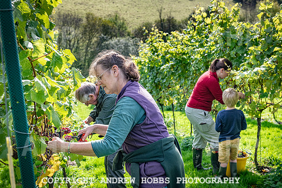 Wellhayes - Harvest 24  Oct 2019-9903