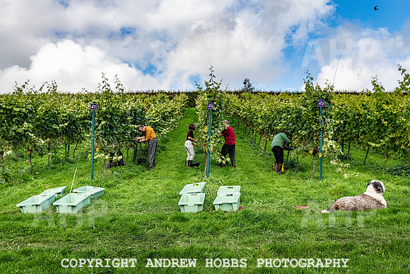 Wellhayes - Harvest 24  Oct 2019-9911