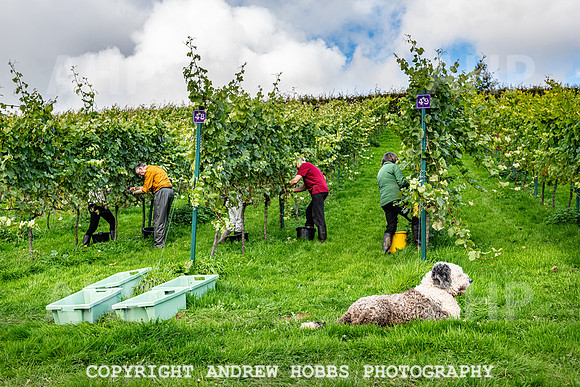 Wellhayes - Harvest 24  Oct 2019-9912