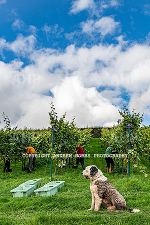 Wellhayes - Harvest 24  Oct 2019-9913