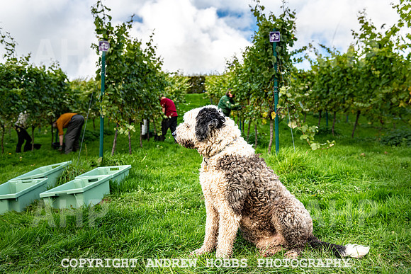 Wellhayes - Harvest 24  Oct 2019-9915