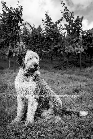 Wellhayes - Harvest 24  Oct 2019-9917