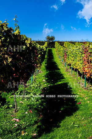 Wellhayes - Harvest 24  Oct 2019-9931
