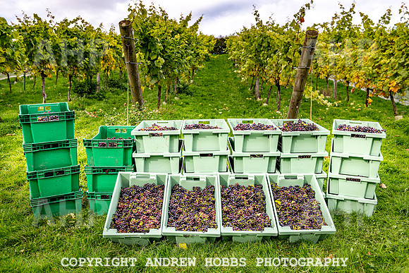 Wellhayes - Harvest 24  Oct 2019-9932