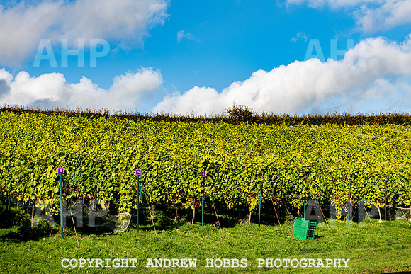 Wellhayes - Harvest 24  Oct 2019-9953