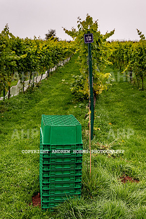 Wellhayes - Harvest 24  Oct 2019-9588