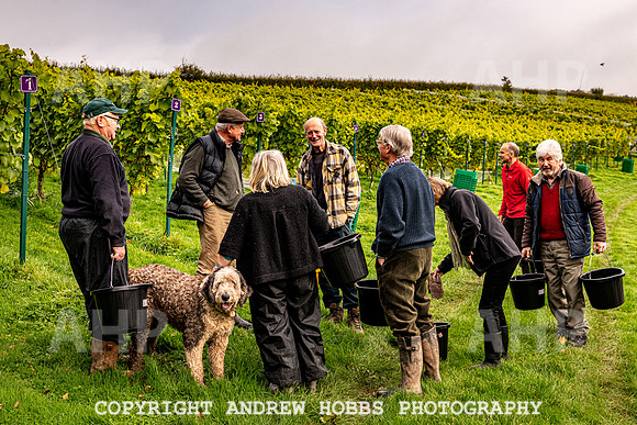Wellhayes - Harvest 24  Oct 2019-9592