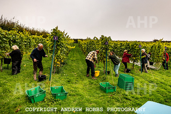 Wellhayes - Harvest 24  Oct 2019-9602