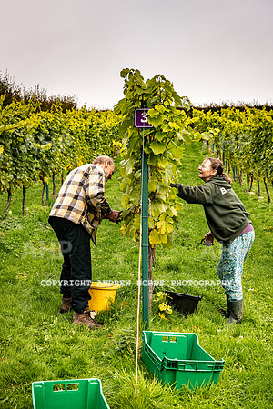 Wellhayes - Harvest 24  Oct 2019-9603
