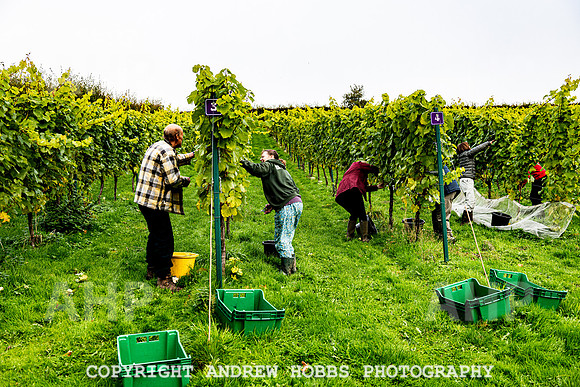 Wellhayes - Harvest 24  Oct 2019-9604