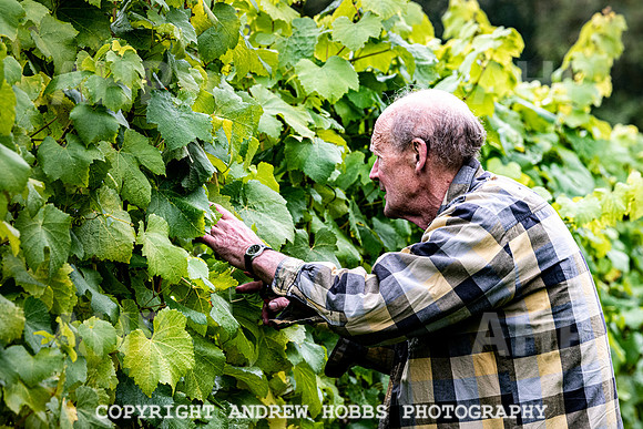 Wellhayes - Harvest 24  Oct 2019-9608