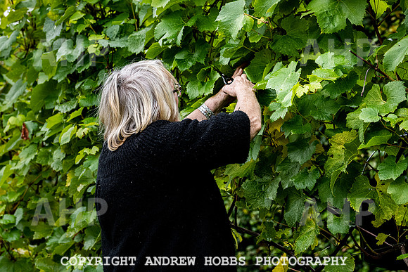 Wellhayes - Harvest 24  Oct 2019-9614