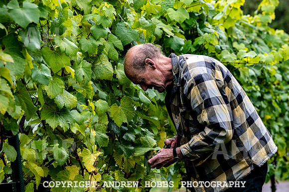 Wellhayes - Harvest 24  Oct 2019-9615