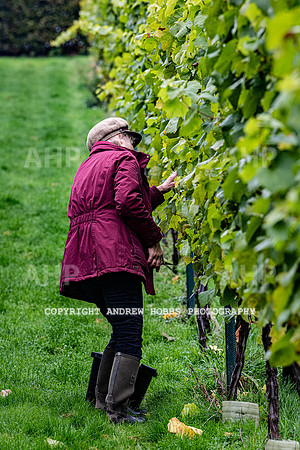 Wellhayes - Harvest 24  Oct 2019-9616