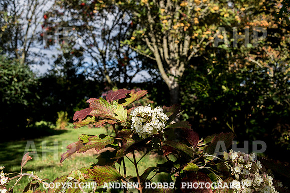 Vellacott Garden 2016-3559