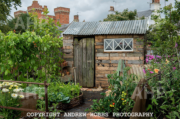Taunton Flower Show 2014 004