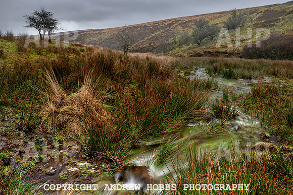 Exmoor Feb 2020-1141